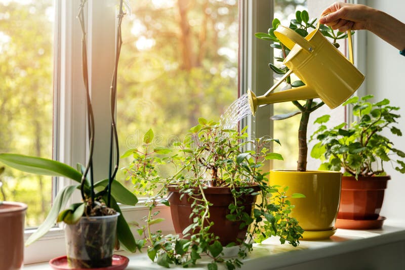 Houseplants
